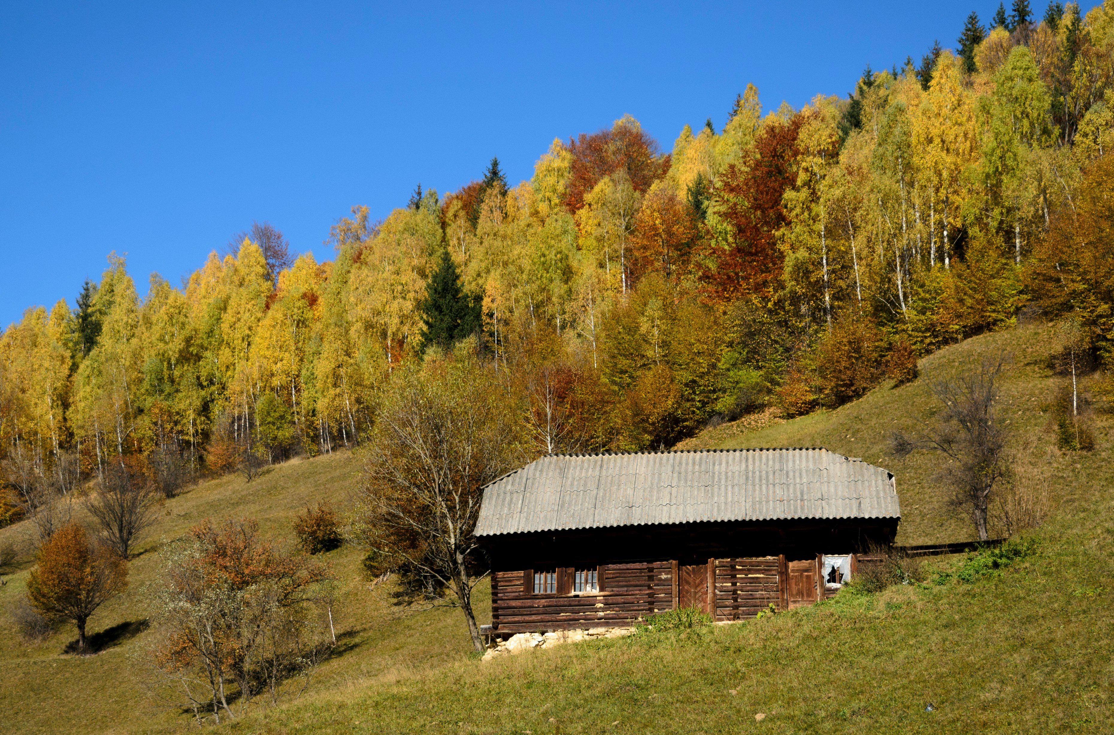 brown wooden cabin near forest